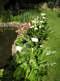 Neuadd Farm Cottages Gardens