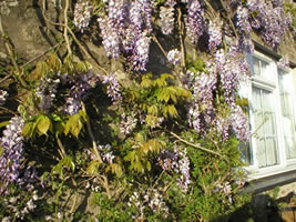 Neuadd Farm Cottages Gardens