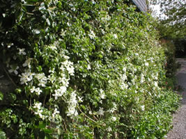 Neuadd Farm Cottages Gardens