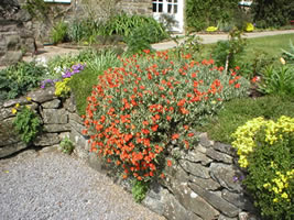 Neuadd Farm Cottages Garden