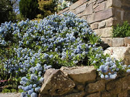 Neuadd Farm Cottages Garden