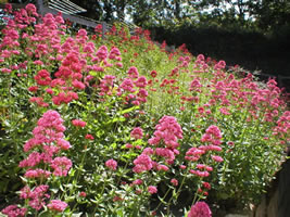 Neuadd Farm Cottages Garden