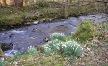 Neuadd Farm Cottages Woodland